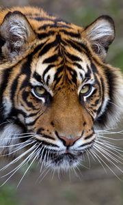 Превью обои тигр, морда, полосатый, усы