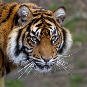 Превью обои тигр, морда, полосатый, усы