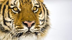 Превью обои тигр, морда, полосатый, большая кошка, хищник