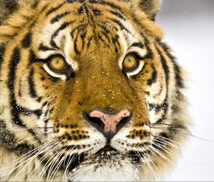 Превью обои тигр, морда, полосатый, большая кошка, хищник