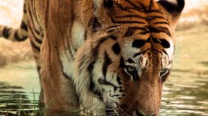 Превью обои тигр, морда, полосатый, хищник, большая кошка