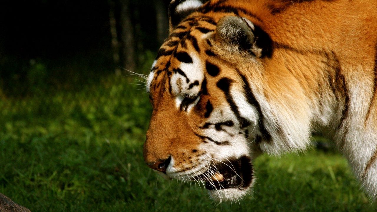 Обои тигр, морда, полосатый, хищник