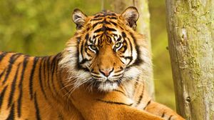 Превью обои тигр, морда, полосатый, хищник, большая кошка, сидеть