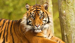 Превью обои тигр, морда, полосатый, хищник, большая кошка, сидеть