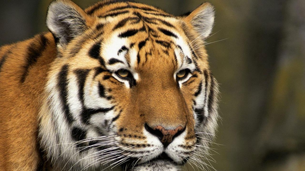 Обои тигр, морда, полосатый, большая кошка, хищник