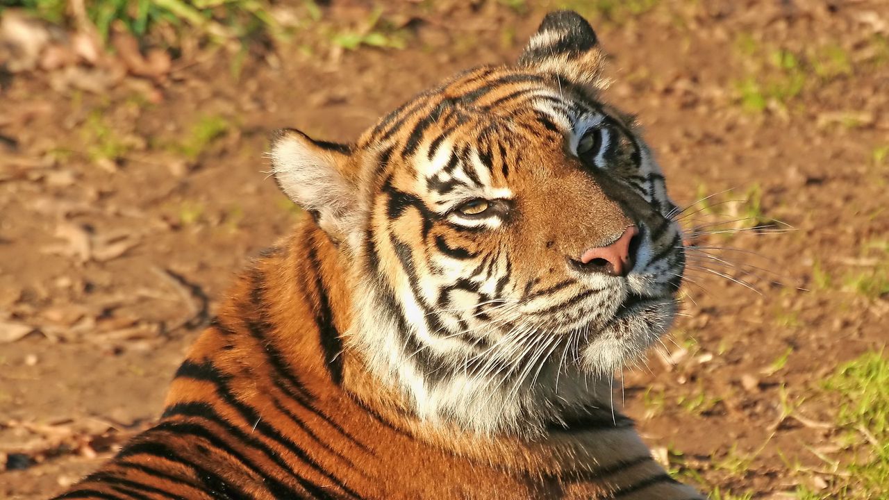 Обои тигр, морда, полосатый, хищник
