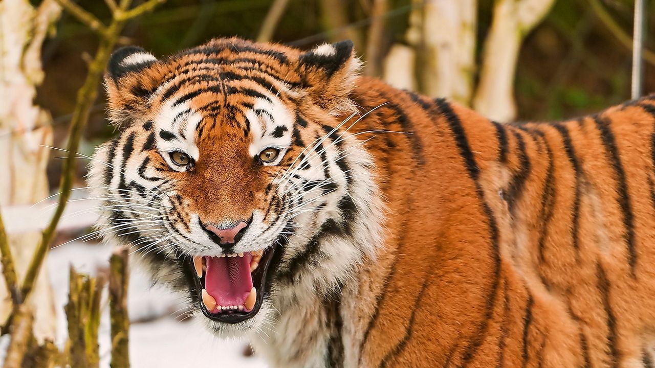 Обои тигр, морда, полосатый, хищник, большая кошка