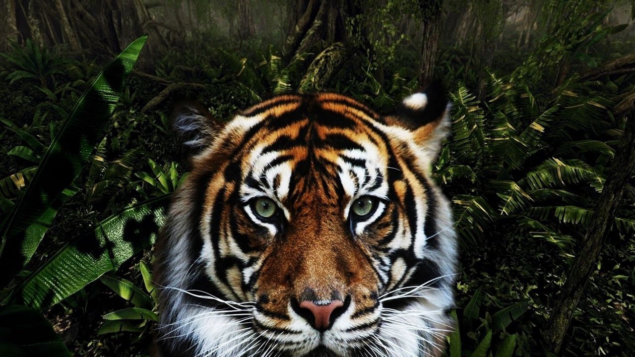 Обои тигр, морда, полосатый, большая кошка, хищник