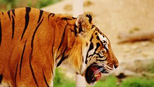 Превью обои тигр, морда, профиль, хищник