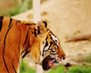Превью обои тигр, морда, профиль, хищник