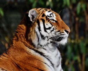 Превью обои тигр, морда, профиль, большая кошка