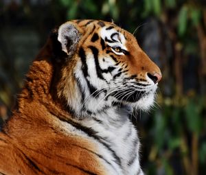 Превью обои тигр, морда, профиль, большая кошка