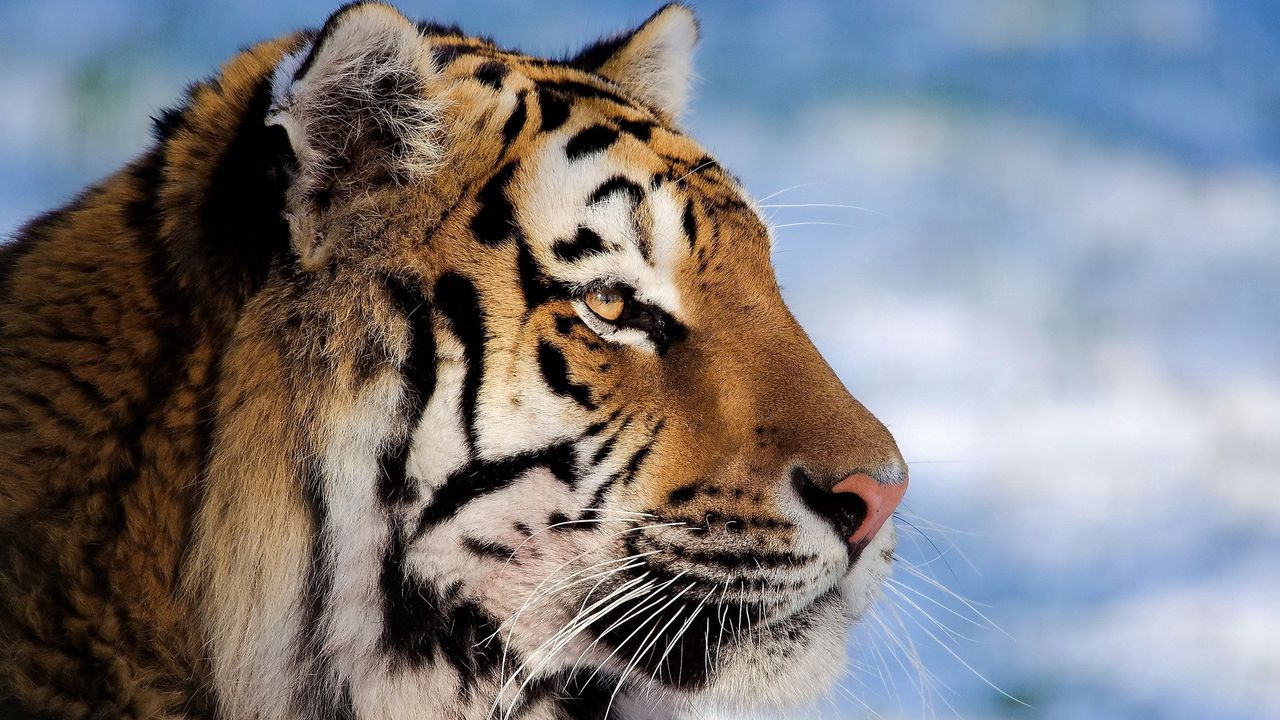 Обои тигр, морда, профиль, полосатый, большая кошка