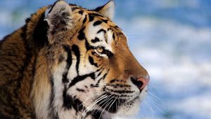 Превью обои тигр, морда, профиль, полосатый, большая кошка