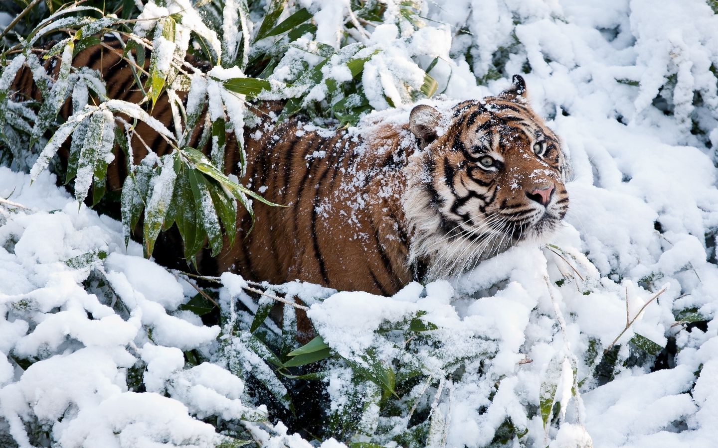 Сибирский тигр с белым мехом арт