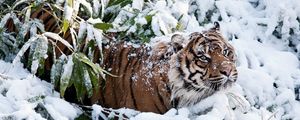 Превью обои тигр, морда, снег, лазать