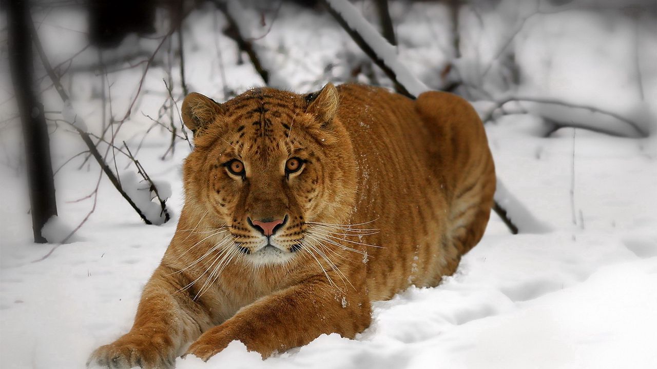 Обои тигр, морда, снег, лежать, хищник