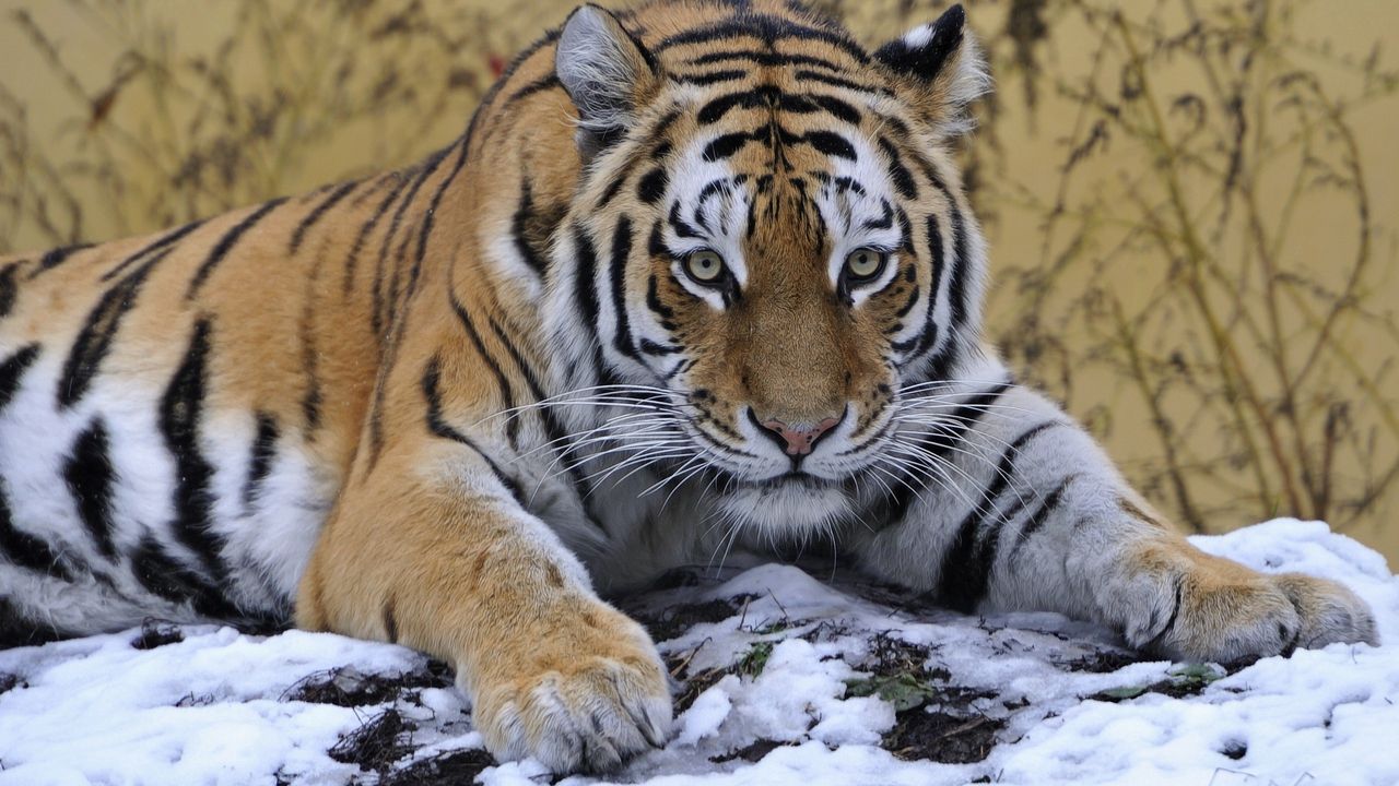 Обои тигр, морда, снег, лежать