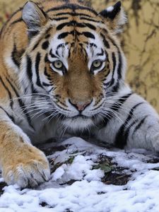 Превью обои тигр, морда, снег, лежать