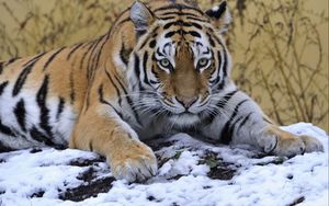 Превью обои тигр, морда, снег, лежать
