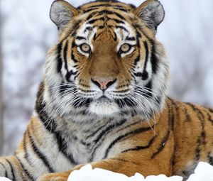 Превью обои тигр, морда, снег, взгляд