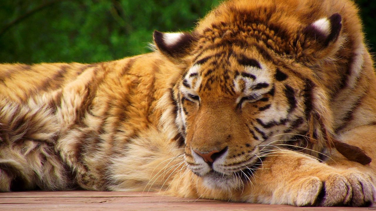 Обои тигр, морда, сон, лежать, большая кошка