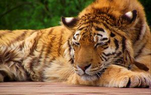 Превью обои тигр, морда, сон, лежать, большая кошка