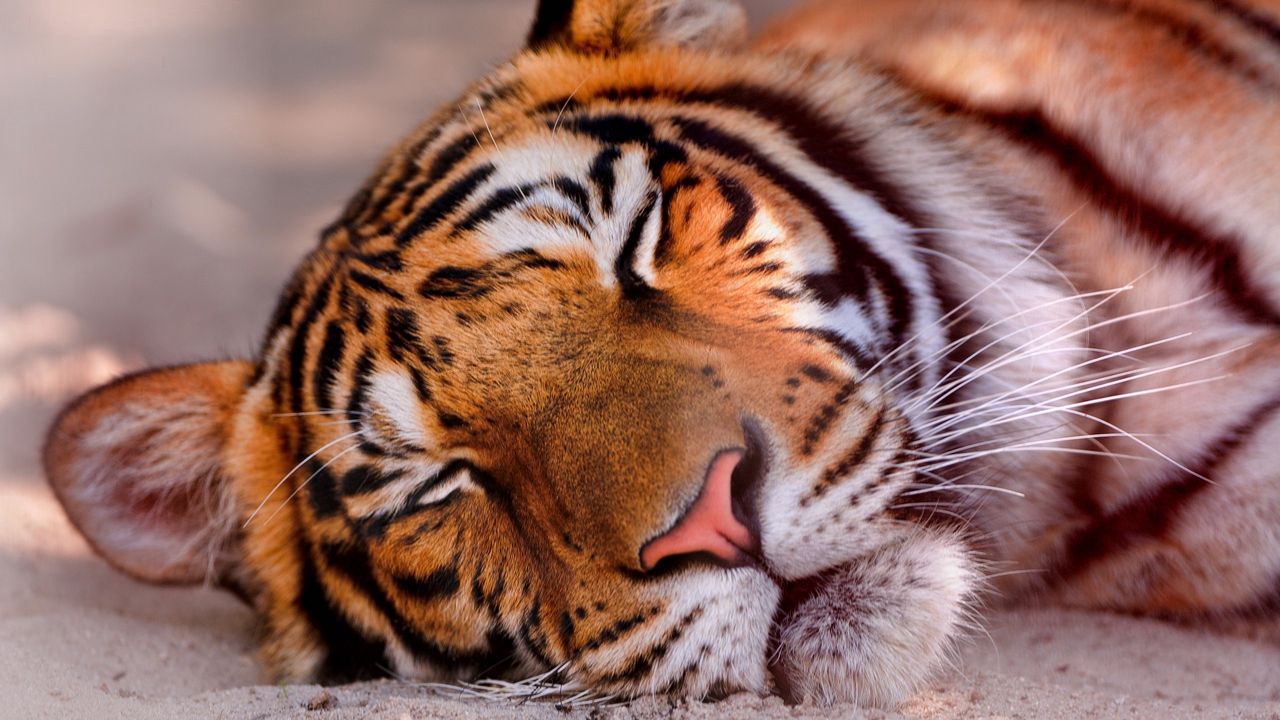 Обои тигр, морда, сон, большая кошка