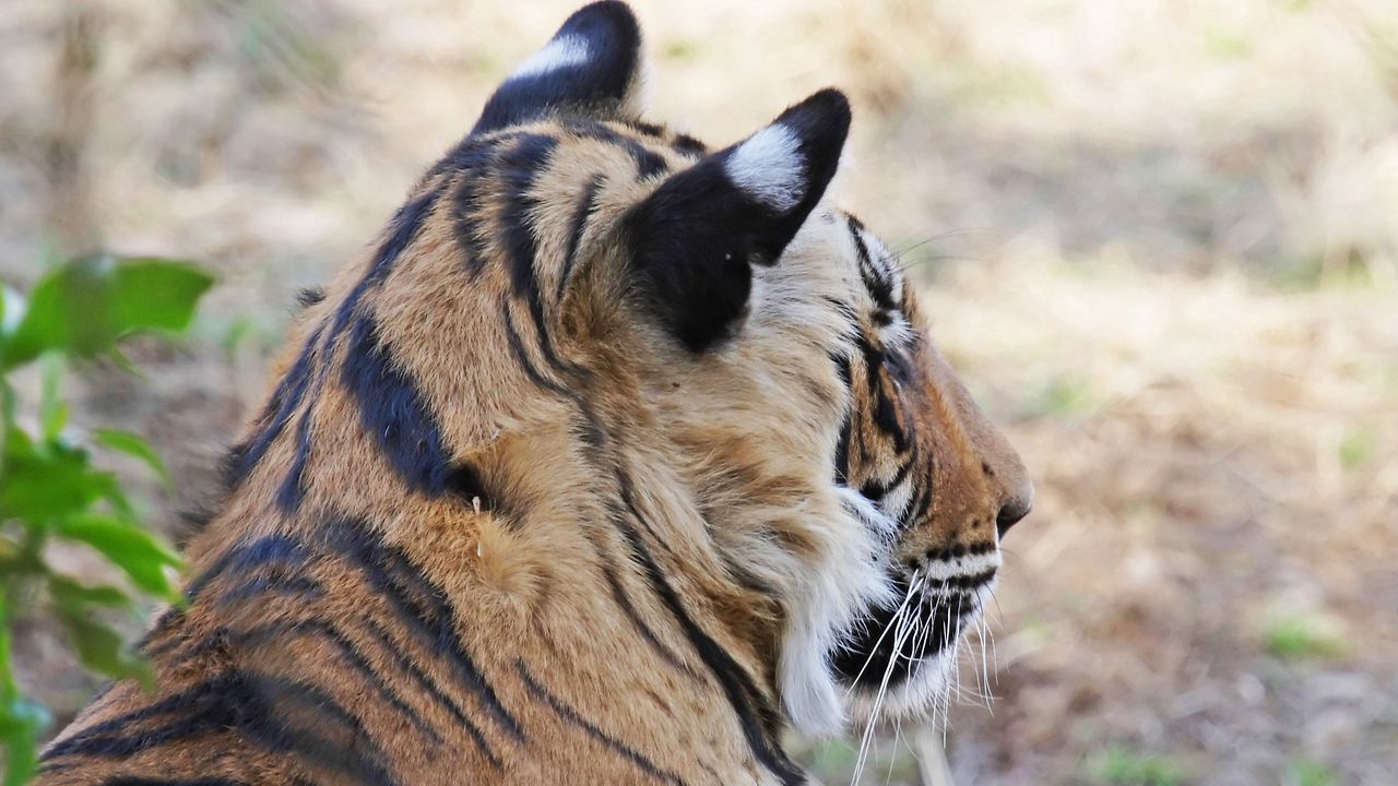 Обои тигр, морда, уши, полосатый