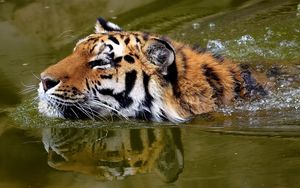 Превью обои тигр, морда, вода, плавать