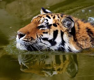 Превью обои тигр, морда, вода, плавать