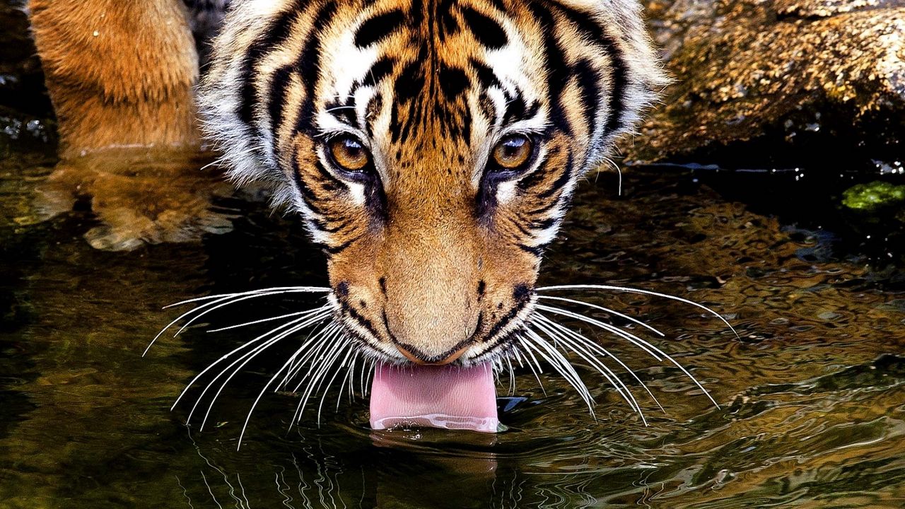 Обои тигр, морда, вода, жажда, пить, язык