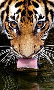 Превью обои тигр, морда, вода, жажда, пить, язык
