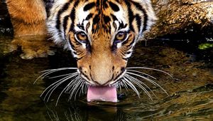 Превью обои тигр, морда, вода, жажда, пить, язык