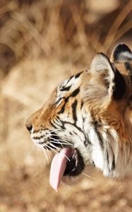 Превью обои тигр, морда, высунутый язык, полосатый