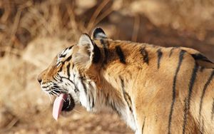 Превью обои тигр, морда, высунутый язык, полосатый