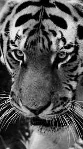 Превью обои тигр, морда, взгляд, хищник, чб