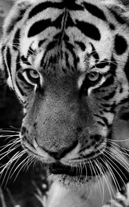 Превью обои тигр, морда, взгляд, хищник, чб