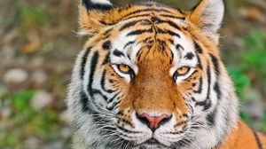 Превью обои тигр, морда, взгляд, агрессия, хищник