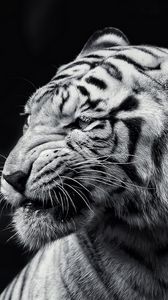 Превью обои тигр, морда, взгляд, чб