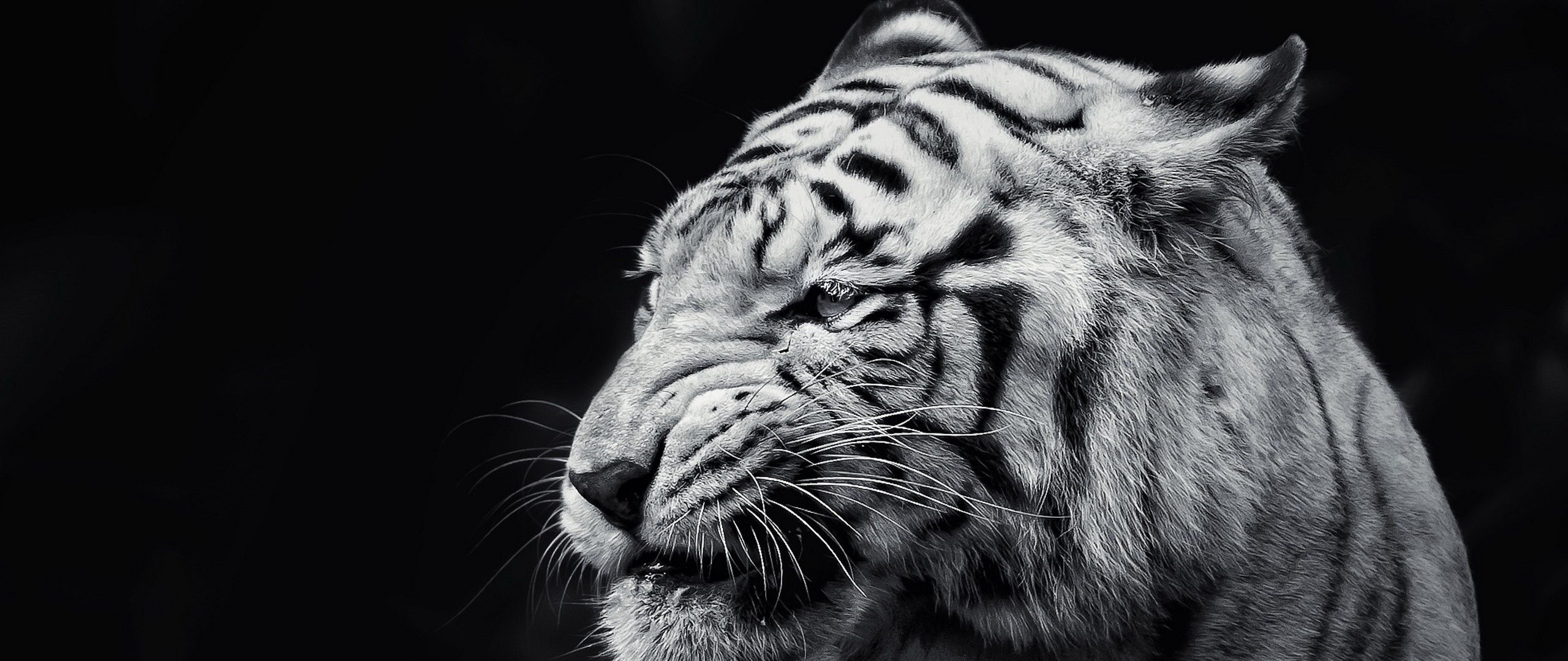 Белый тигр на черном фоне