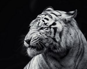 Превью обои тигр, морда, взгляд, чб
