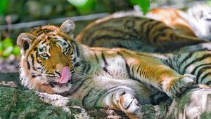Превью обои тигр, облизываться, большая кошка, язык, лежать
