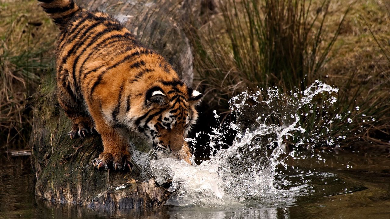 Обои тигр, охота, вода, брызги, лапа