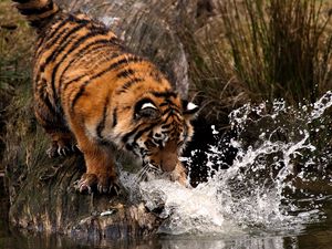 Превью обои тигр, охота, вода, брызги, лапа