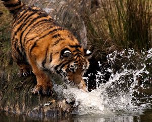 Превью обои тигр, охота, вода, брызги, лапа