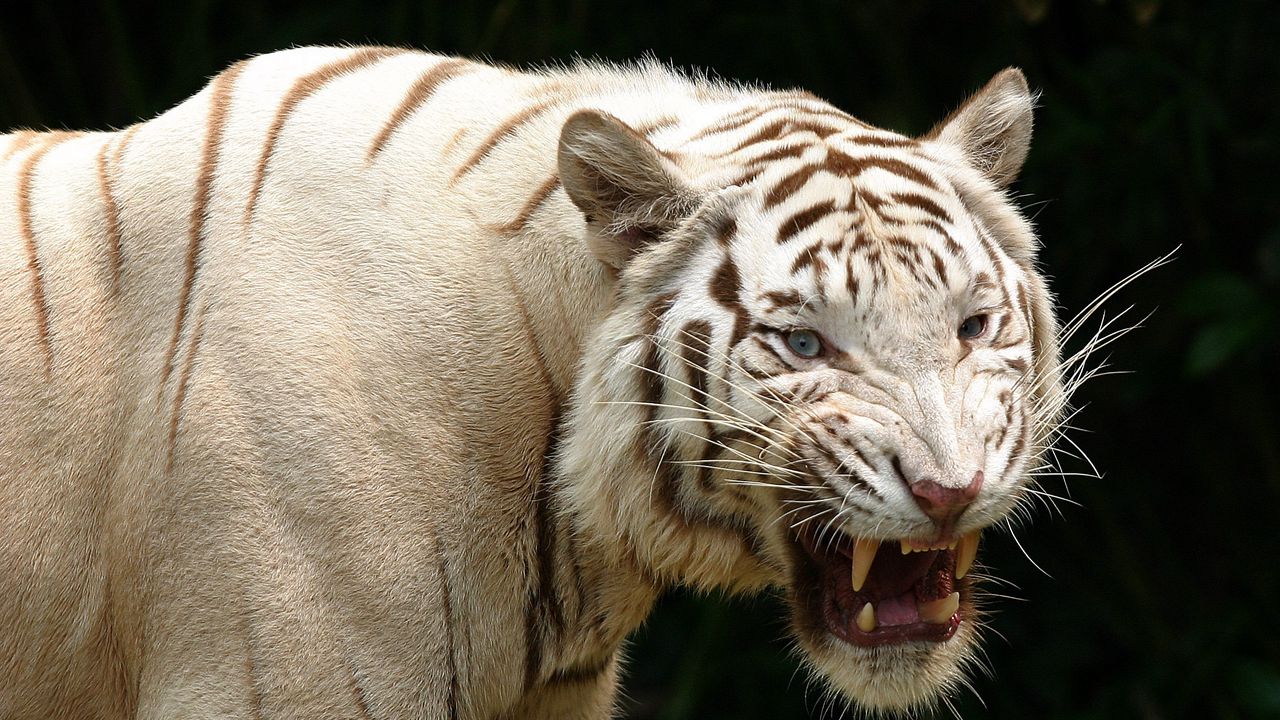 Обои тигр, оскал, альбинос, хищник, агрессия