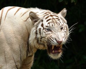 Превью обои тигр, оскал, альбинос, хищник, агрессия