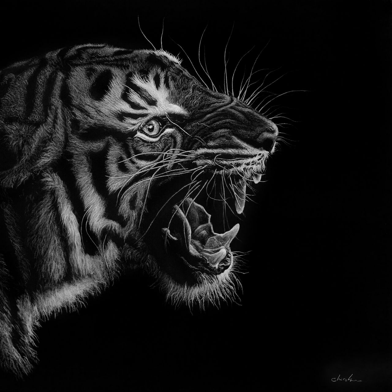 Оскал тигра черно белый