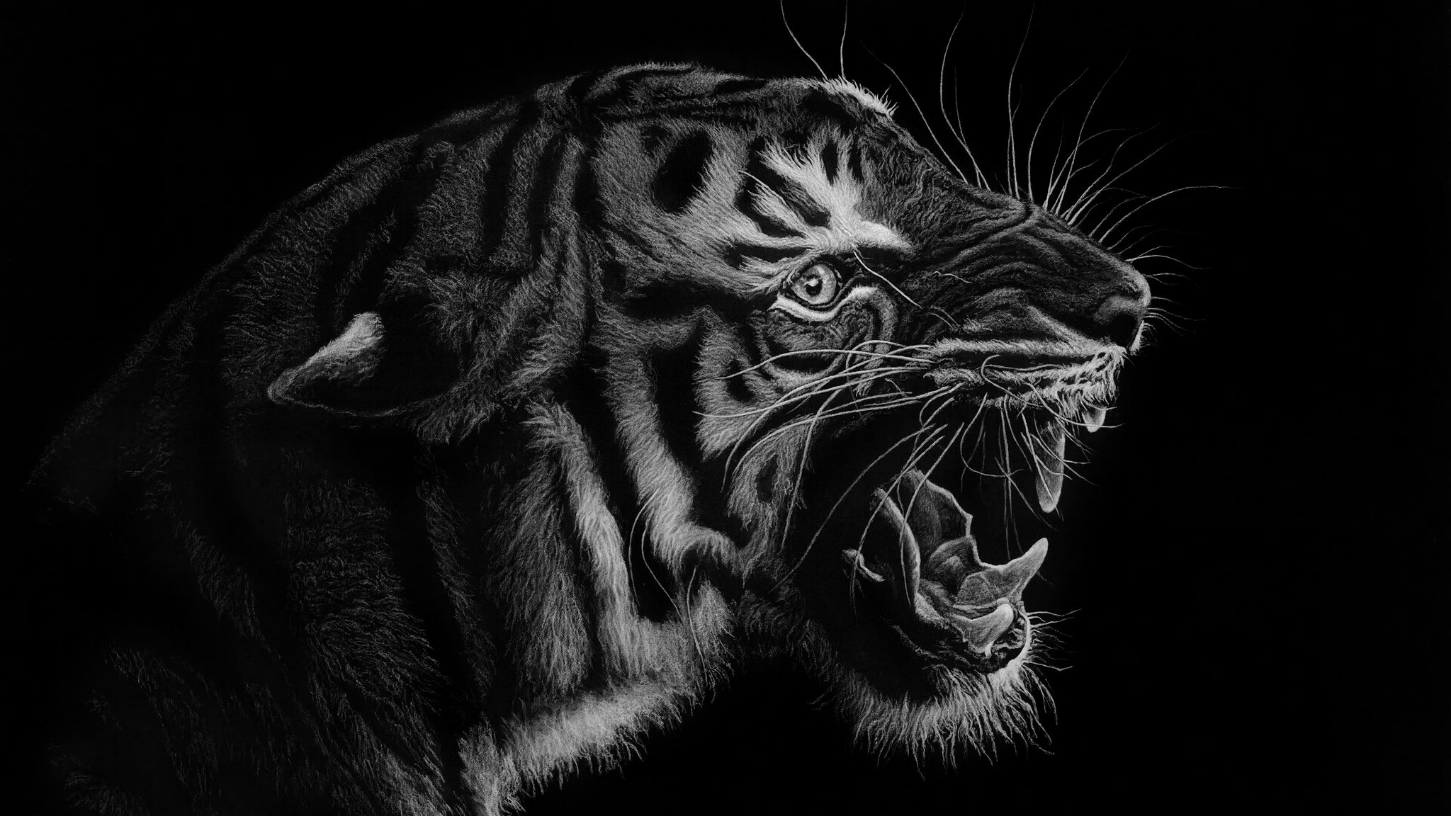 Тигр оскал